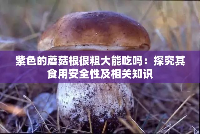 紫色的蘑菇根很粗大能吃吗：探究其食用安全性及相关知识