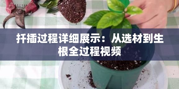 扦插过程详细展示：从选材到生根全过程视频