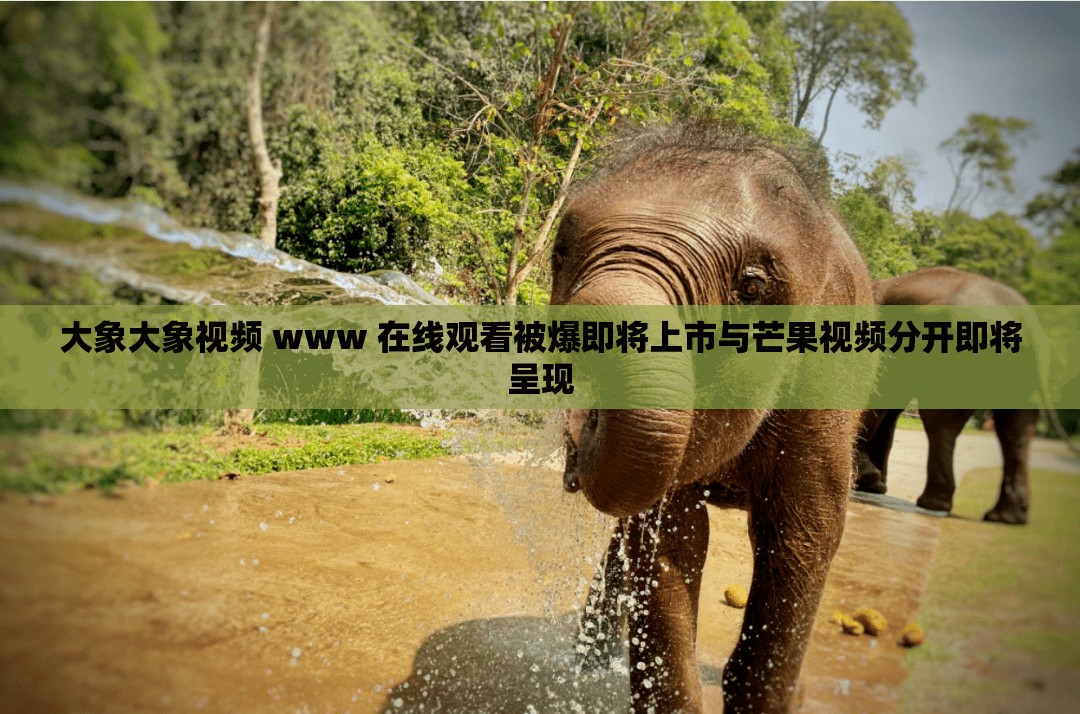 大象大象视频 www 在线观看被爆即将上市与芒果视频分开即将呈现