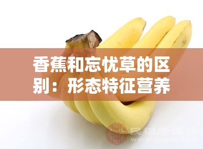 香蕉和忘忧草的区别：形态特征营养成分用途全解析