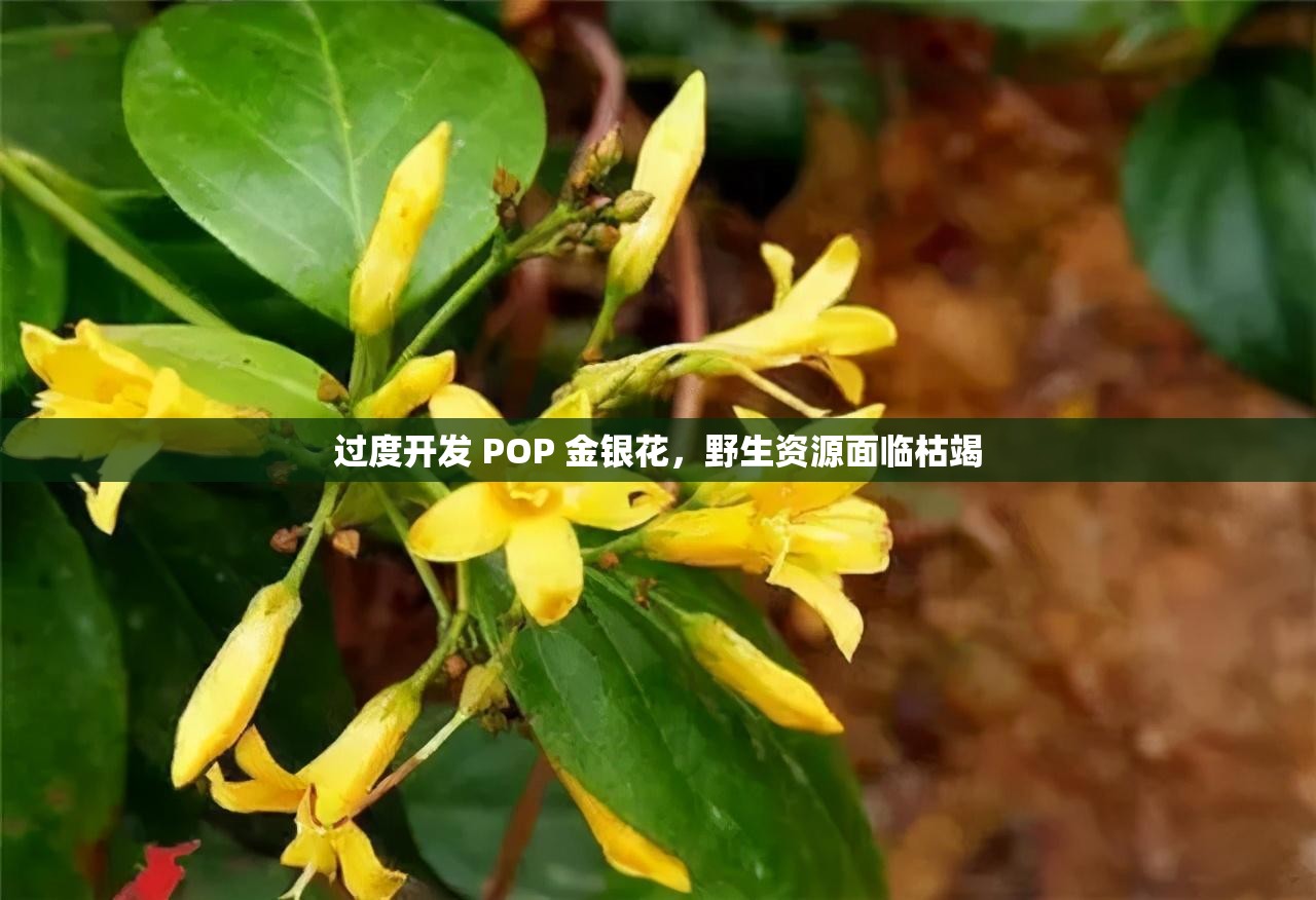 过度开发 POP 金银花，野生资源面临枯竭