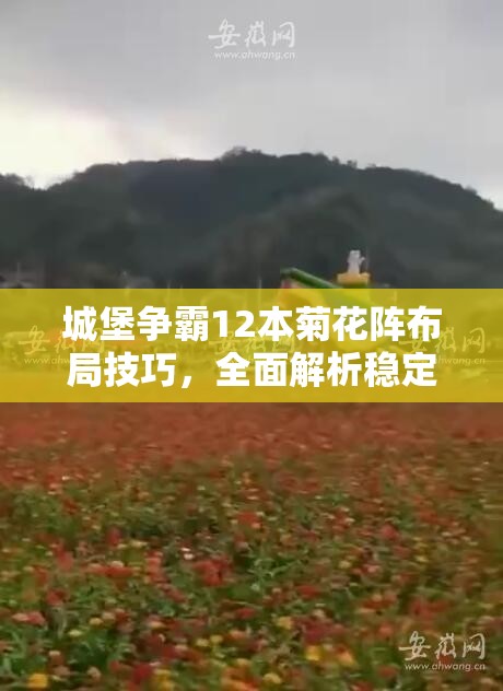 城堡争霸12本菊花阵布局技巧，全面解析稳定通关D5关卡攻略