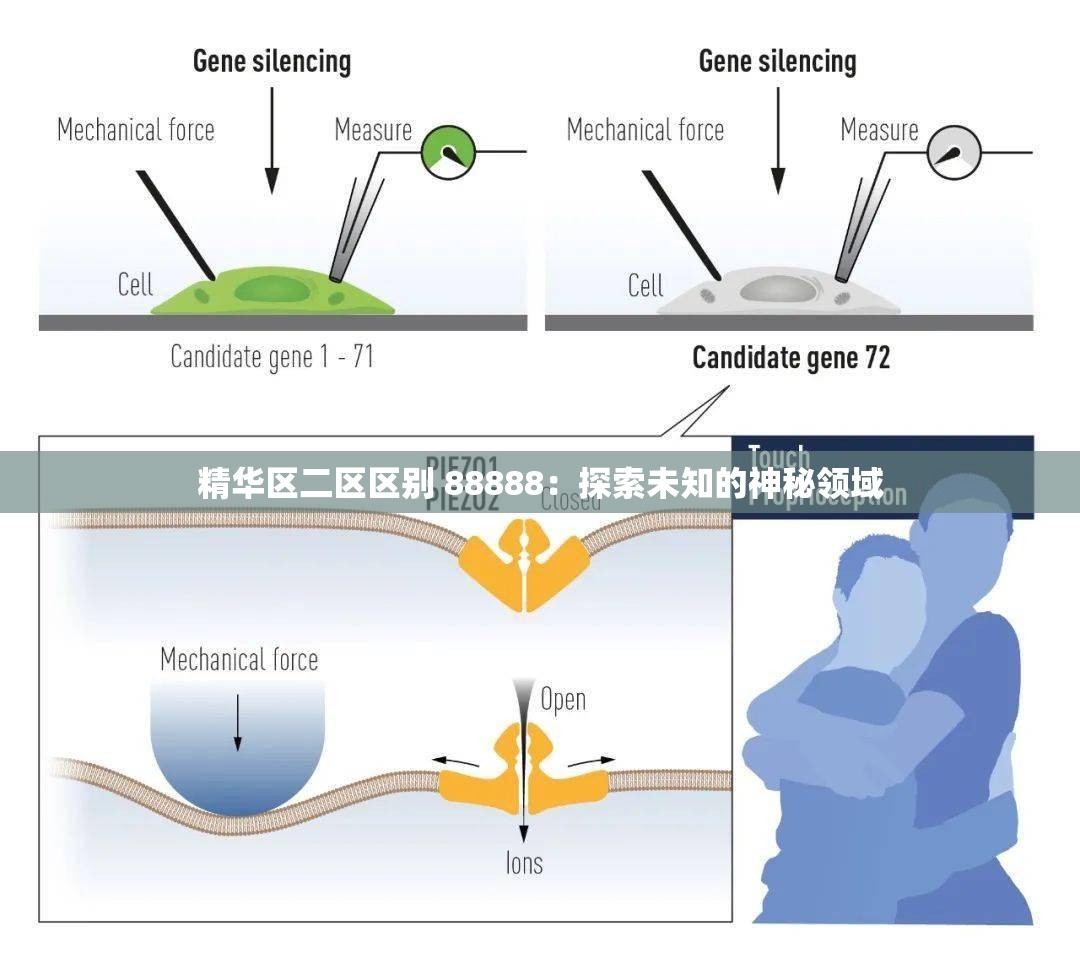 精华区二区区别 88888：探索未知的神秘领域