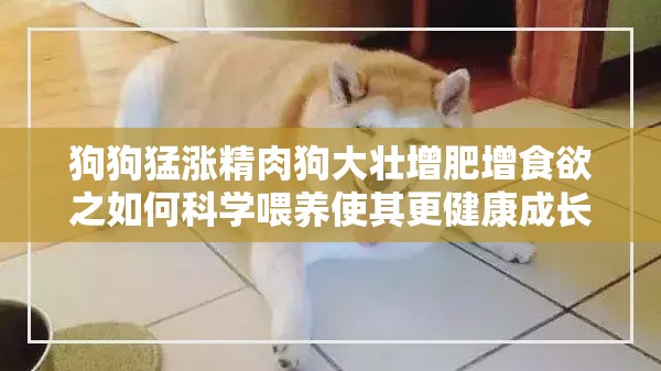 狗狗猛涨精肉狗大壮增肥增食欲之如何科学喂养使其更健康成长