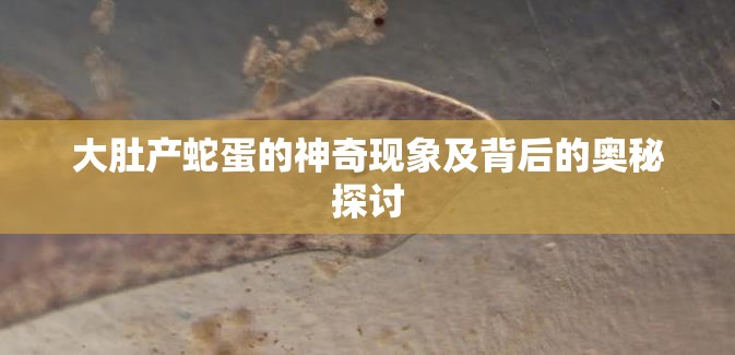 大肚产蛇蛋的神奇现象及背后的奥秘探讨