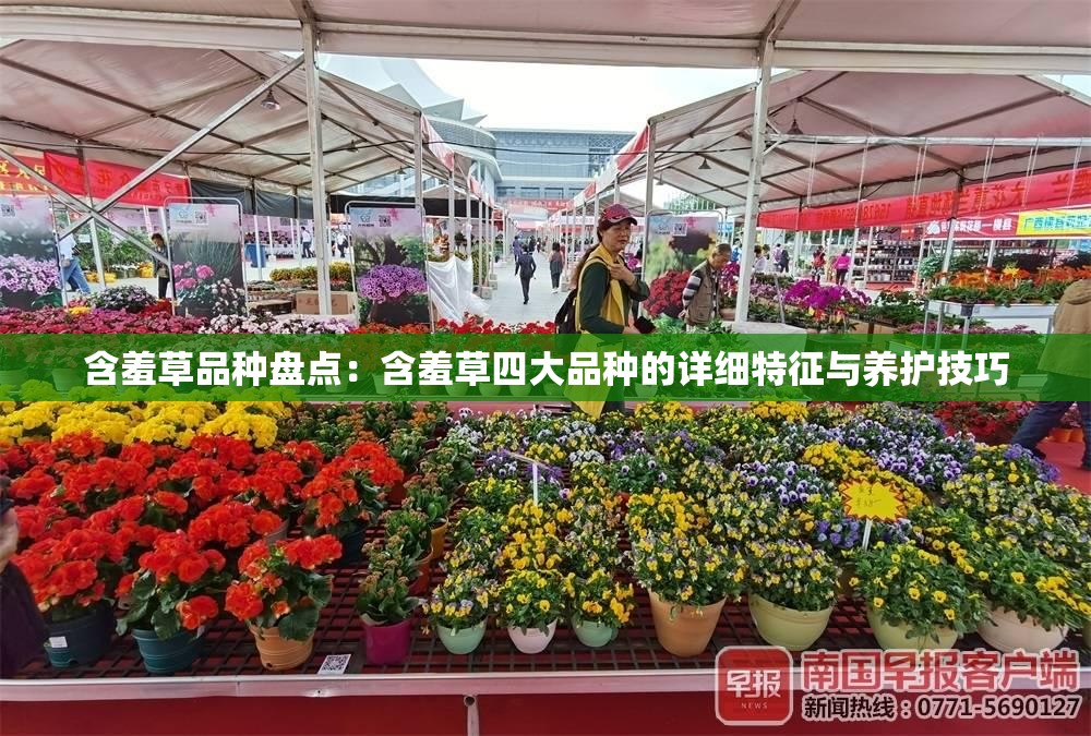 含羞草品种盘点：含羞草四大品种的详细特征与养护技巧