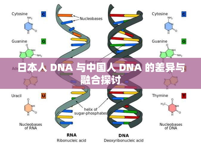 日本人 DNA 与中国人 DNA 的差异与融合探讨