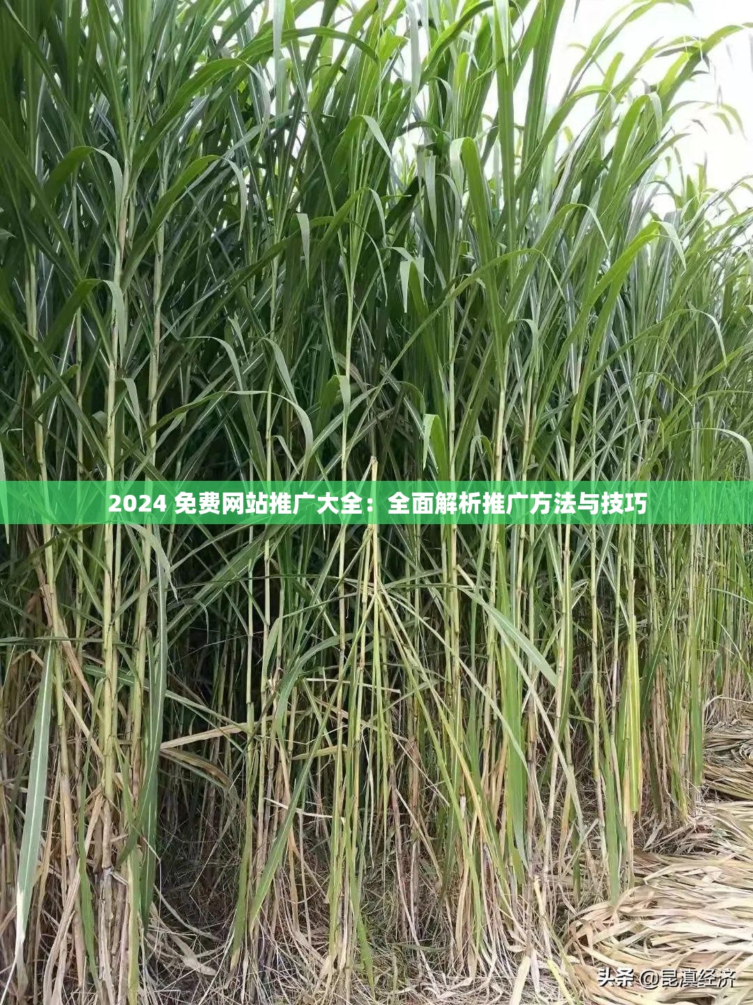 2024 免费网站推广大全：全面解析推广方法与技巧