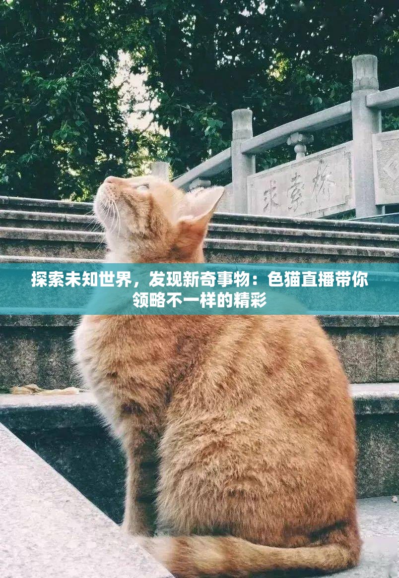 探索未知世界，发现新奇事物：色猫直播带你领略不一样的精彩