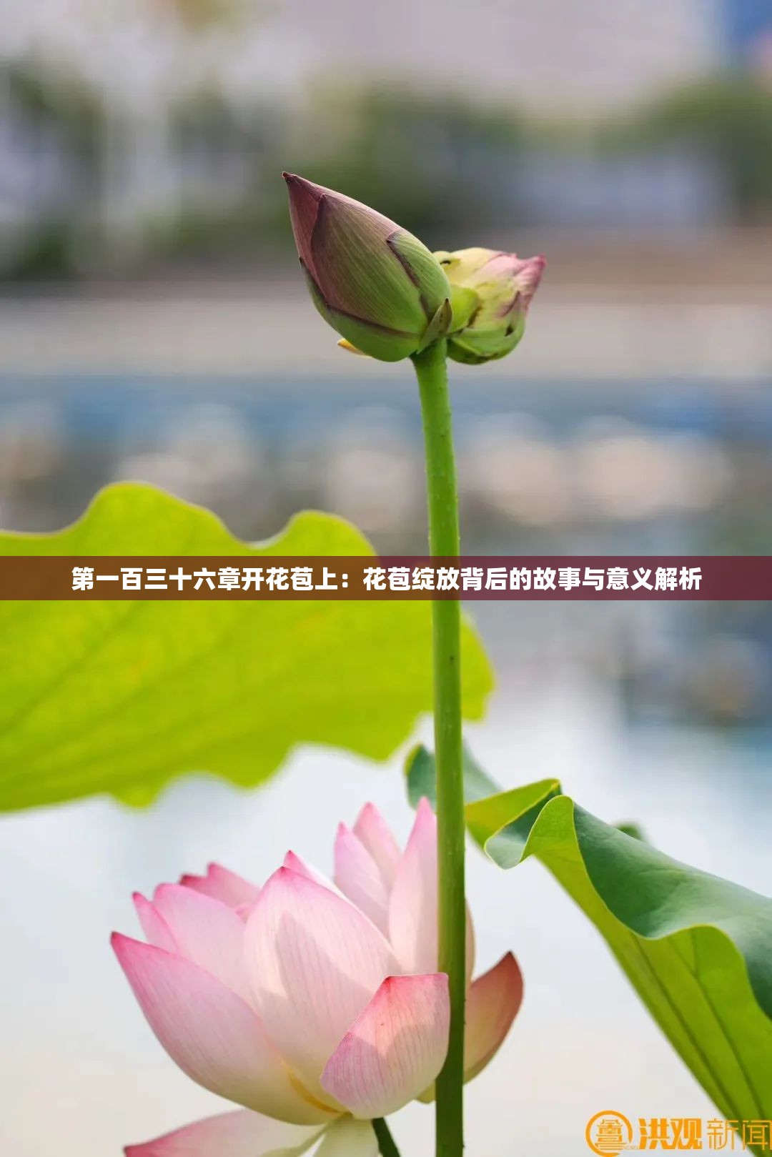 第一百三十六章开花苞上：花苞绽放背后的故事与意义解析