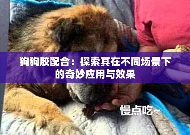 狗狗胶配合：探索其在不同场景下的奇妙应用与效果