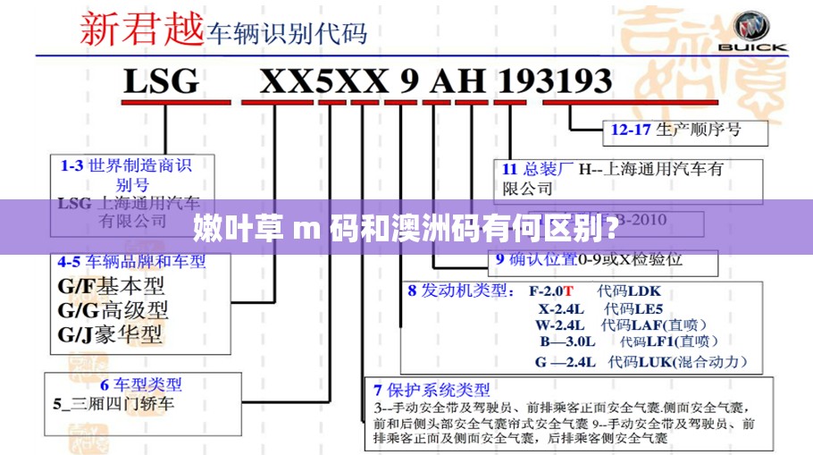 嫩叶草 m 码和澳洲码有何区别？