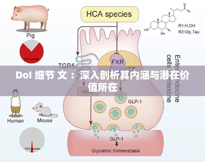 DoI 细节 文 ：深入剖析其内涵与潜在价值所在