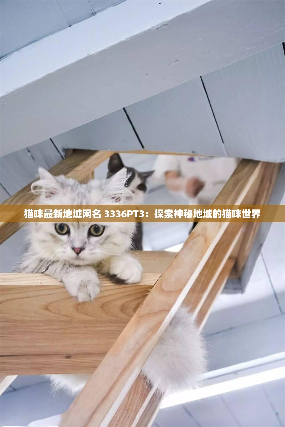 猫咪最新地域网名 3336PT3：探索神秘地域的猫咪世界