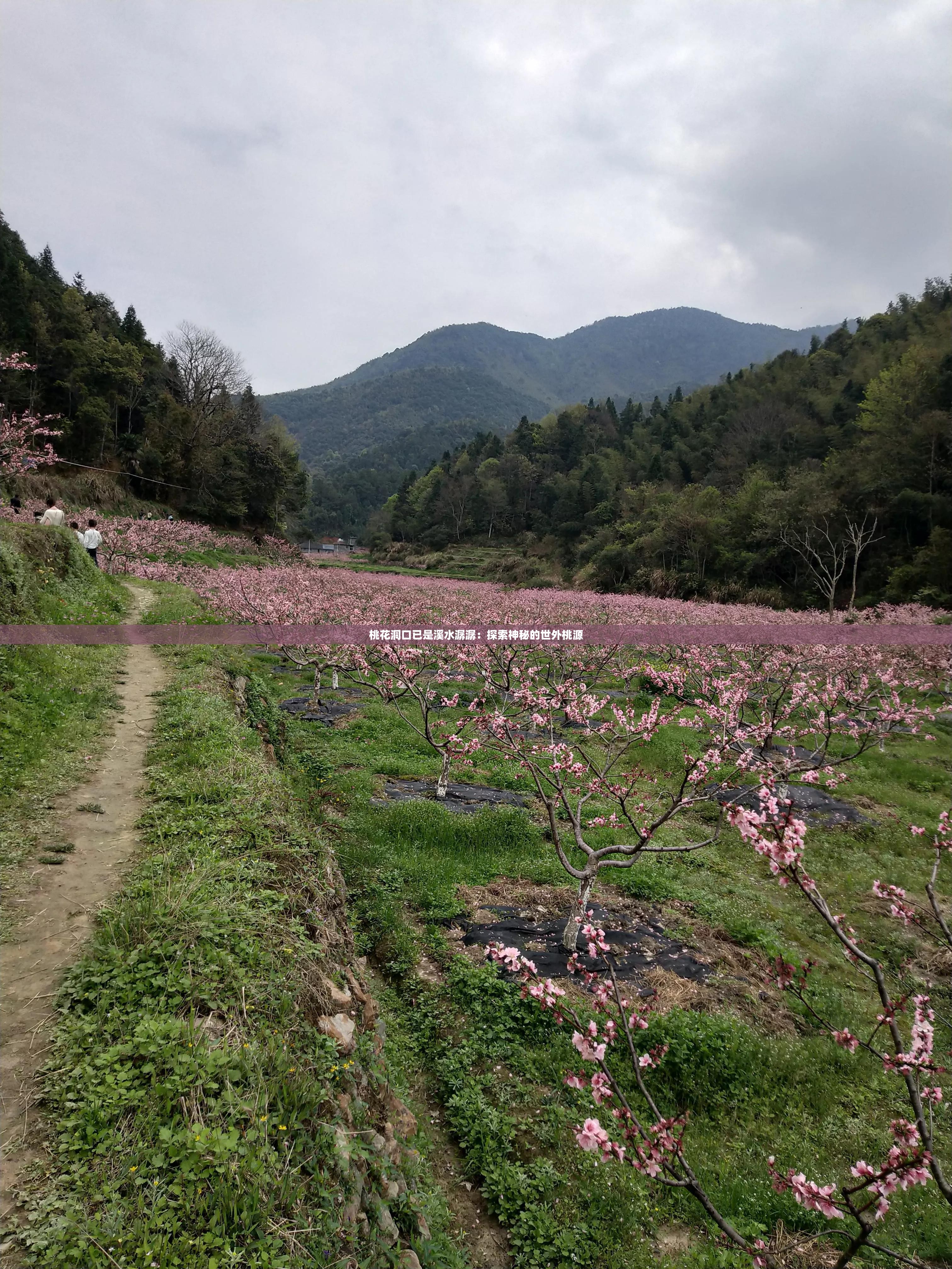 桃花洞口已是溪水潺潺：探索神秘的世外桃源