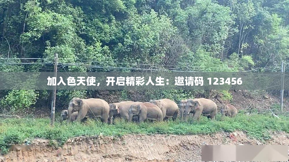 加入色天使，开启精彩人生：邀请码 123456