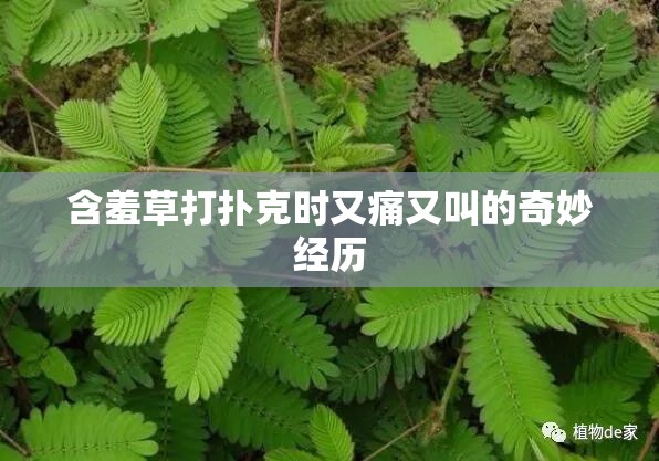 含羞草打扑克时又痛又叫的奇妙经历