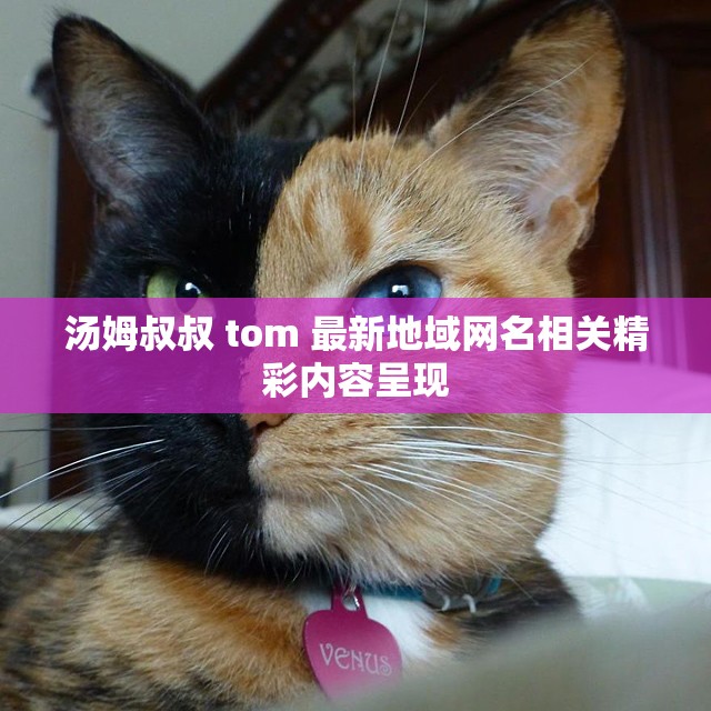 汤姆叔叔 tom 最新地域网名相关精彩内容呈现