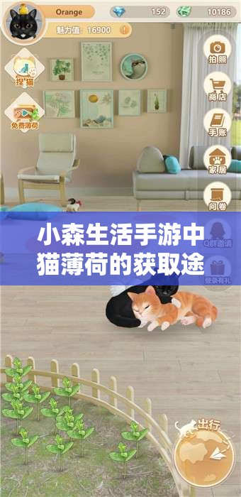 小森生活手游中猫薄荷的获取途径及在游戏内价值最大化的策略