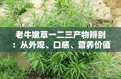 老牛嫩草一二三产物辨别：从外观、口感、营养价值等方面全面解析