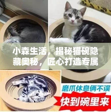 小森生活，揭秘猫碗隐藏奥秘，匠心打造专属猫咪的温馨乐园体验