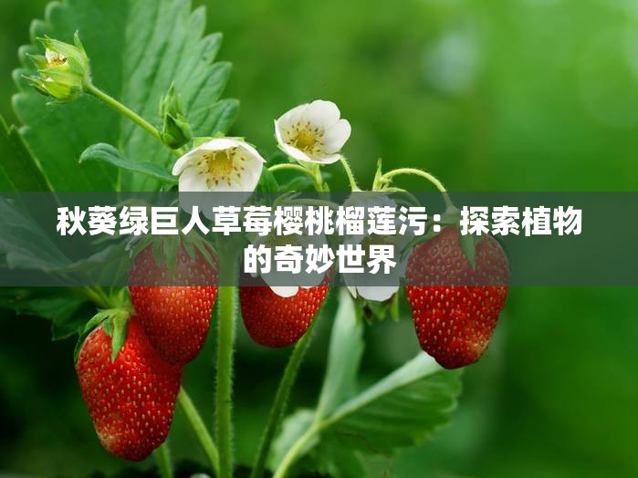秋葵绿巨人草莓樱桃榴莲污：探索植物的奇妙世界