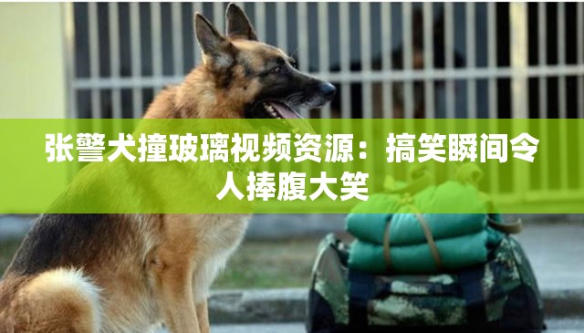 张警犬撞玻璃视频资源：搞笑瞬间令人捧腹大笑