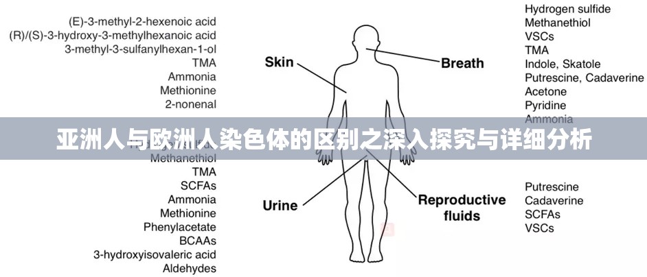 亚洲人与欧洲人染色体的区别之深入探究与详细分析