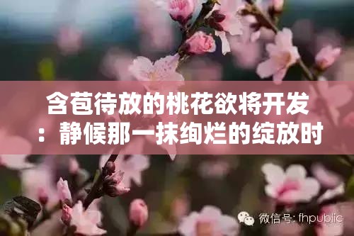 含苞待放的桃花欲将开发：静候那一抹绚烂的绽放时刻