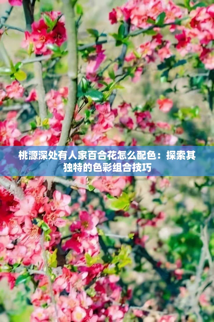 桃源深处有人家百合花怎么配色：探索其独特的色彩组合技巧