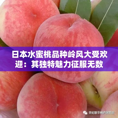 日本水蜜桃品种岭风大受欢迎：其独特魅力征服无数味蕾