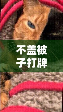 不盖被子打牌生孩子免费：这是什么神奇的说法呀