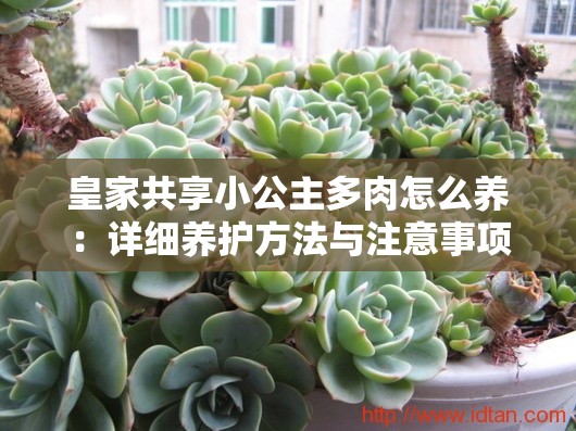 皇家共享小公主多肉怎么养：详细养护方法与注意事项