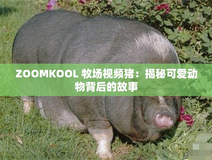 ZOOMKOOL 牧场视频猪：揭秘可爱动物背后的故事