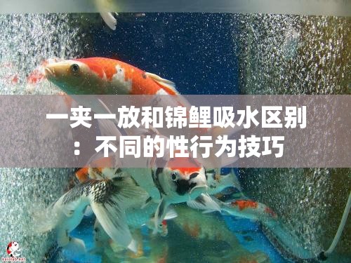 一夹一放和锦鲤吸水区别：不同的性行为技巧