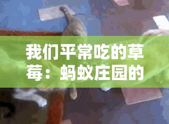 我们平常吃的草莓：蚂蚁庄园的惊人秘密