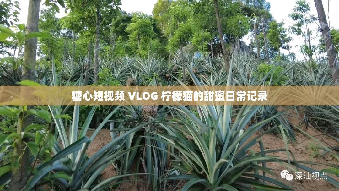 糖心短视频 VLOG 柠檬猫的甜蜜日常记录