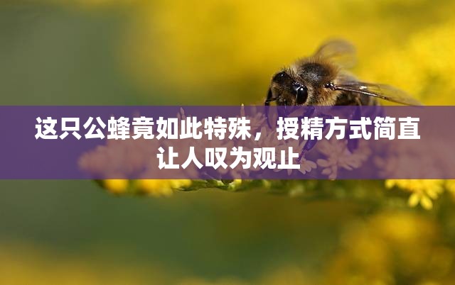 这只公蜂竟如此特殊，授精方式简直让人叹为观止