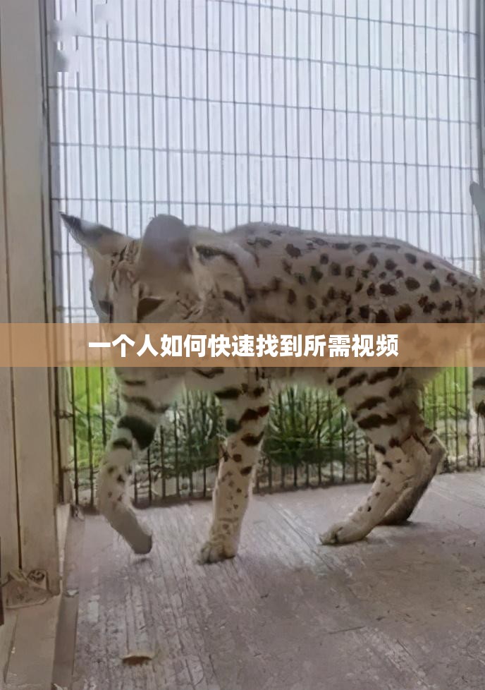 一个人如何快速找到所需视频
