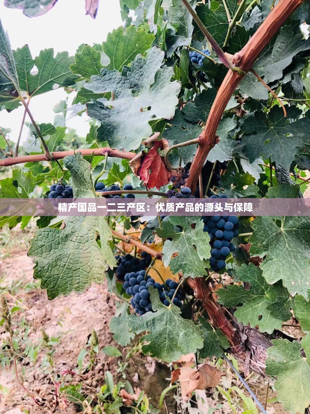精产国品一二三产区：优质产品的源头与保障