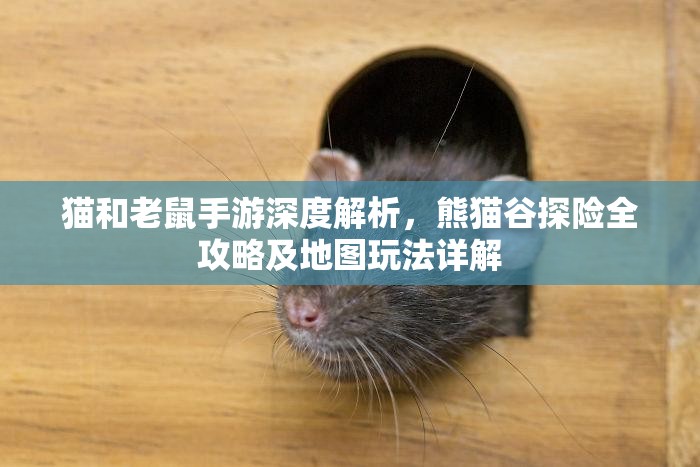 猫和老鼠手游深度解析，熊猫谷探险全攻略及地图玩法详解