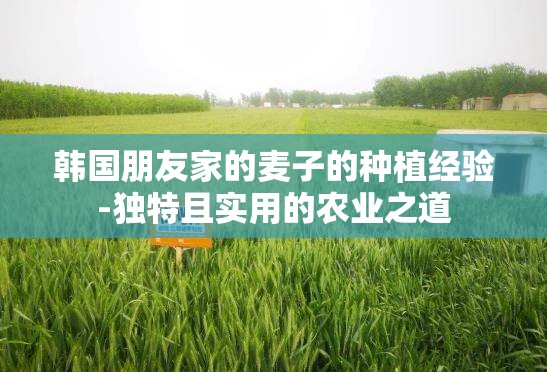 韩国朋友家的麦子的种植经验-独特且实用的农业之道
