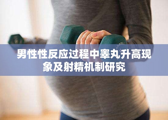 男性性反应过程中睾丸升高现象及射精机制研究