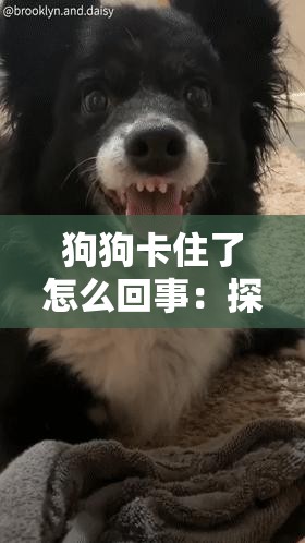 狗狗卡住了怎么回事：探究其背后的原因与应对方法