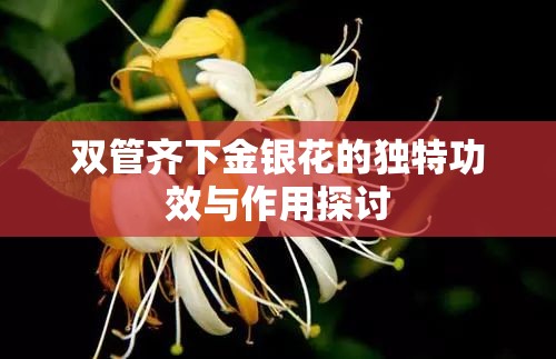 双管齐下金银花的独特功效与作用探讨