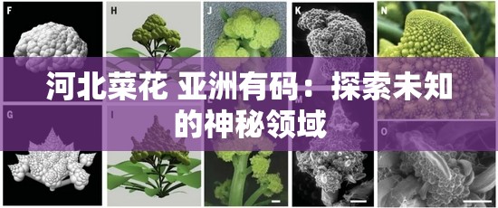 河北菜花 亚洲有码：探索未知的神秘领域