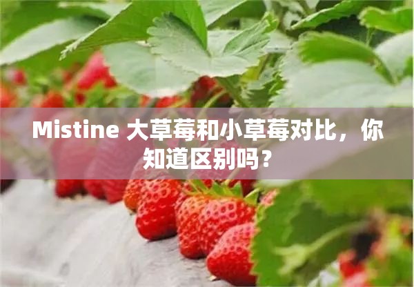 Mistine 大草莓和小草莓对比，你知道区别吗？