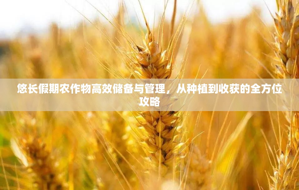 悠长假期农作物高效储备与管理，从种植到收获的全方位攻略