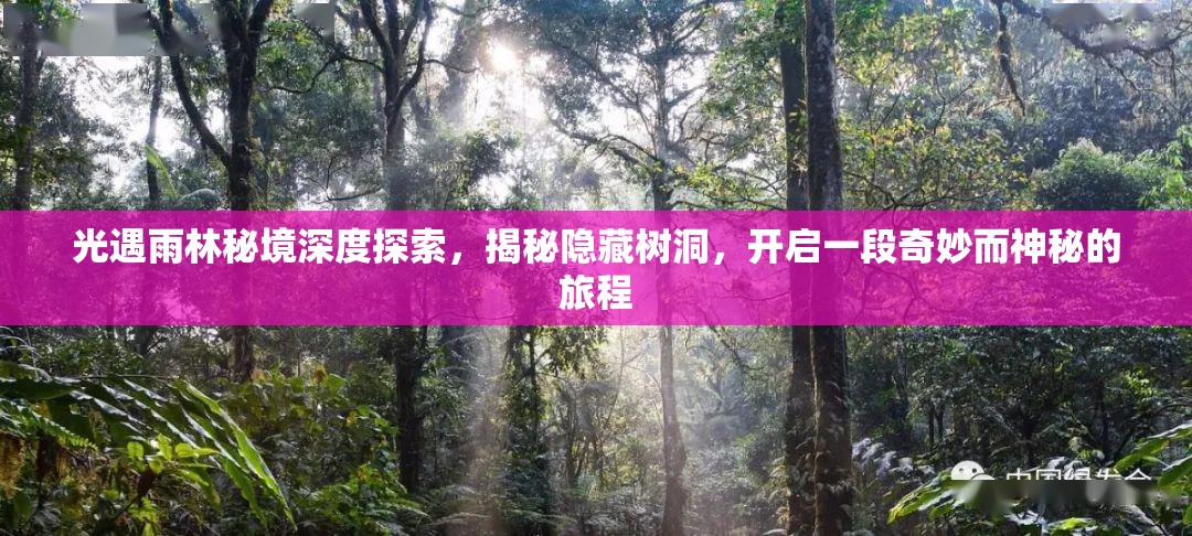 光遇雨林秘境深度探索，揭秘隐藏树洞，开启一段奇妙而神秘的旅程