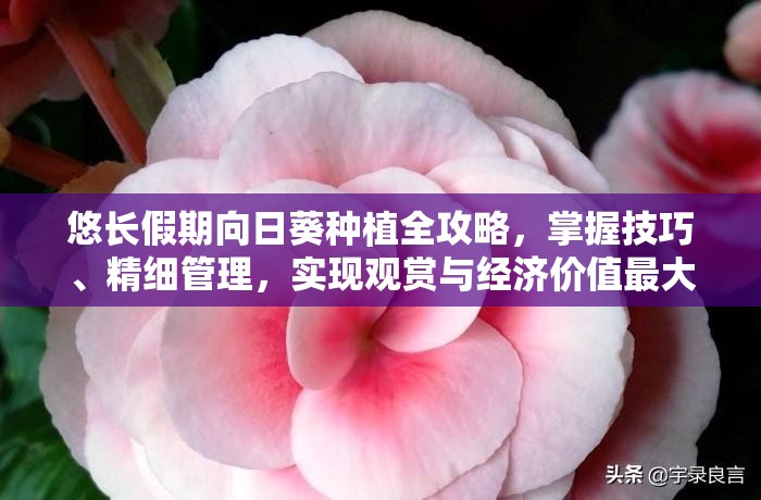 悠长假期向日葵种植全攻略，掌握技巧、精细管理，实现观赏与经济价值最大化